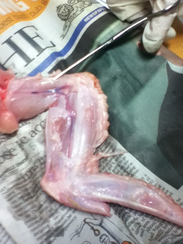 Chicken Wing Dissection - Body Systems